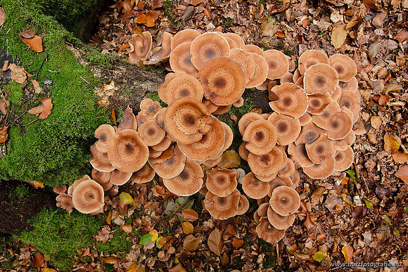 Paddenstoelen, Bart Fotografie-0853