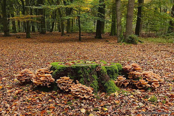 Paddenstoelen, Bart Fotografie-0855