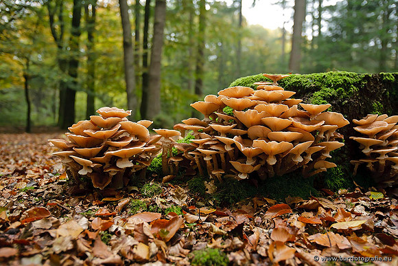 Paddenstoelen, Bart Fotografie-0854