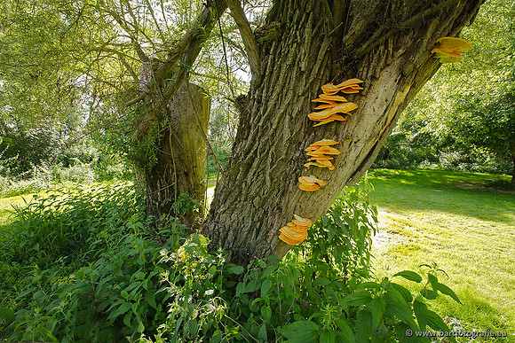 Paddenstoelen, Bart Fotografie-0856