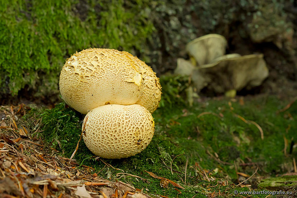 Paddenstoelen, Bart Fotografie-0857