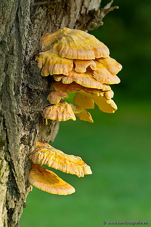 Paddenstoelen, Bart Fotografie-0859