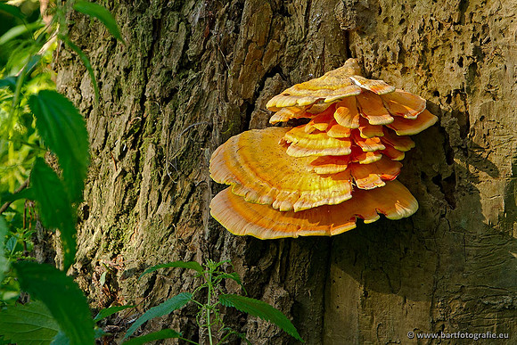 Paddenstoelen, Bart Fotografie-0860