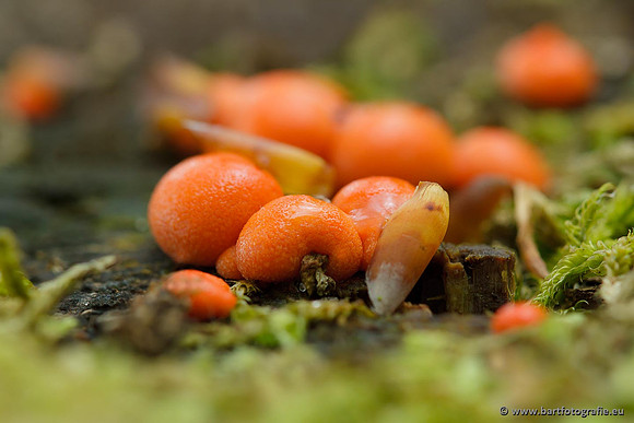 Paddenstoelen, Bart Fotografie-0861