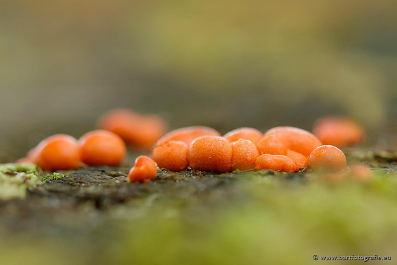 Paddenstoelen, Bart Fotografie-0862