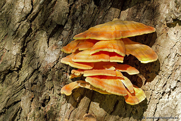 Paddenstoelen, Bart Fotografie-0863
