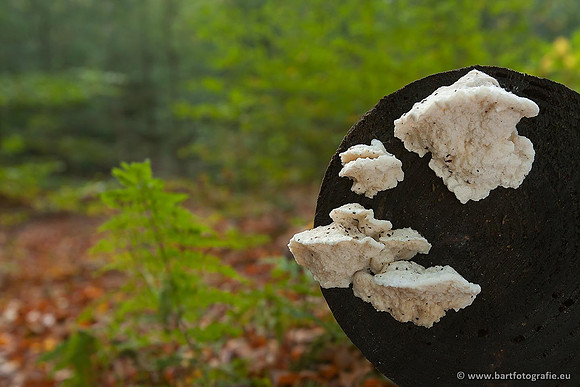 Paddenstoelen, Bart Fotografie-0864