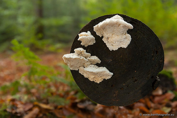 Paddenstoelen, Bart Fotografie-0865