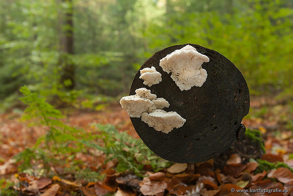 Paddenstoelen, Bart Fotografie-0866