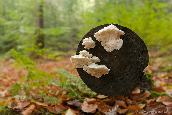 Paddenstoelen, Bart Fotografie-0867
