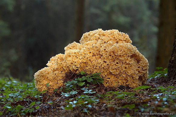 Paddenstoelen, Bart Fotografie-0869