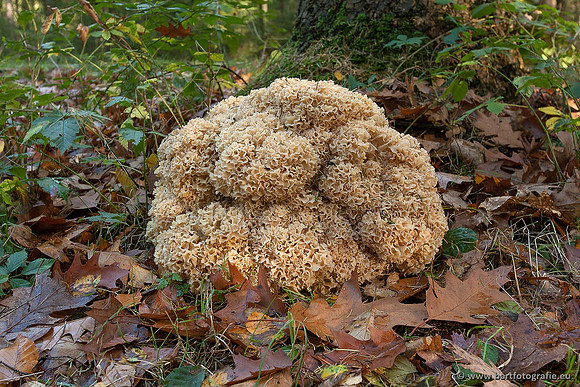 Paddenstoelen, Bart Fotografie-0871