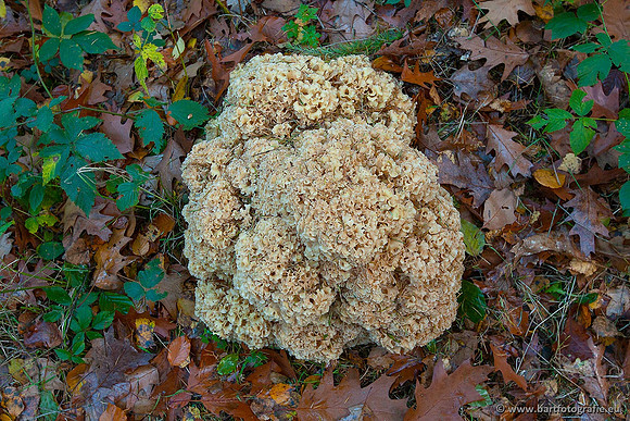 Paddenstoelen, Bart Fotografie-0872