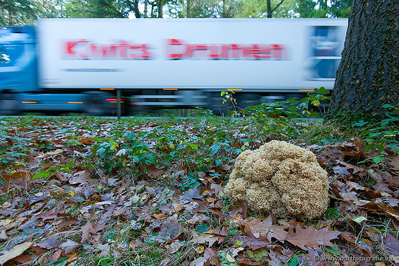 Paddenstoelen, Bart Fotografie-0873