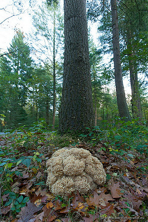 Paddenstoelen, Bart Fotografie-0874