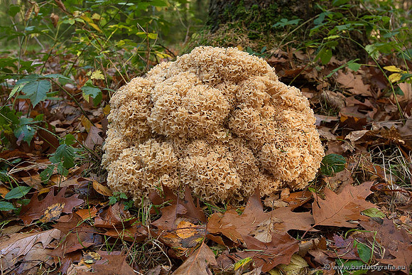 Paddenstoelen, Bart Fotografie-0870