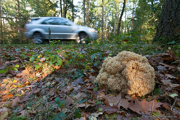 Paddenstoelen, Bart Fotografie-0875