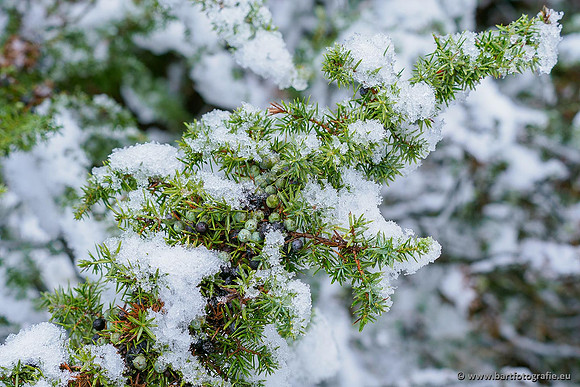 Winterwandelingen 2021, Bart Fotografie-005