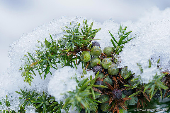 Winterwandelingen 2021, Bart Fotografie-007