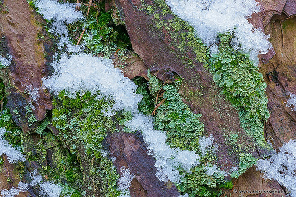 Winterwandelingen 2021, Bart Fotografie-008