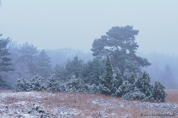 Winterwandelingen 2021, Bart Fotografie-012