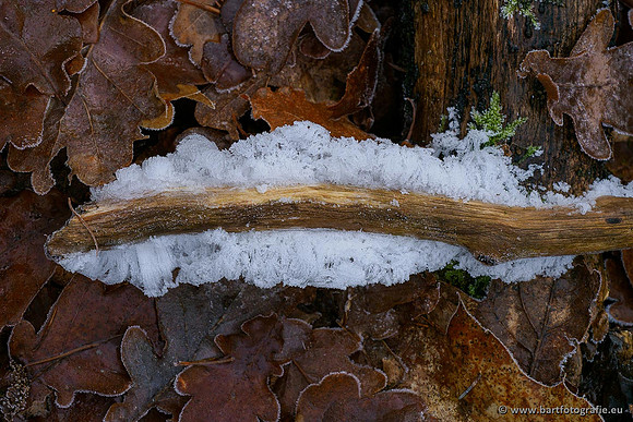 Winterwandelingen 2021, Bart Fotografie-043