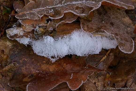 Winterwandelingen 2021, Bart Fotografie-044