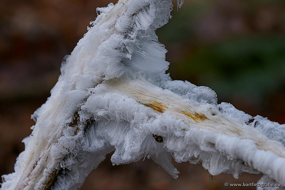 Winterwandelingen 2021, Bart Fotografie-051