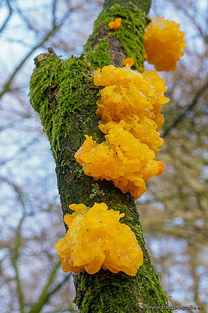 Winterwandelingen 2021, Bart Fotografie-064