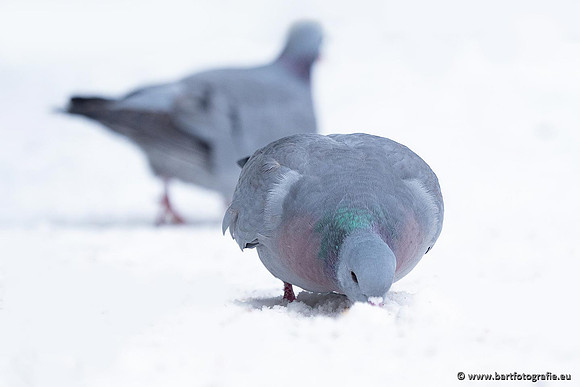 Winteralbum 2021-061