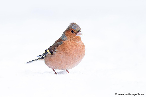 Winteralbum 2021-082