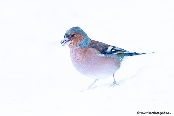 Winteralbum 2021-083