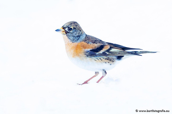 Winteralbum 2021-087