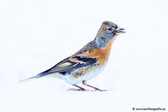 Winteralbum 2021-088
