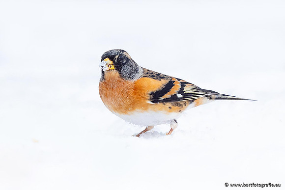 Winteralbum 2021-092