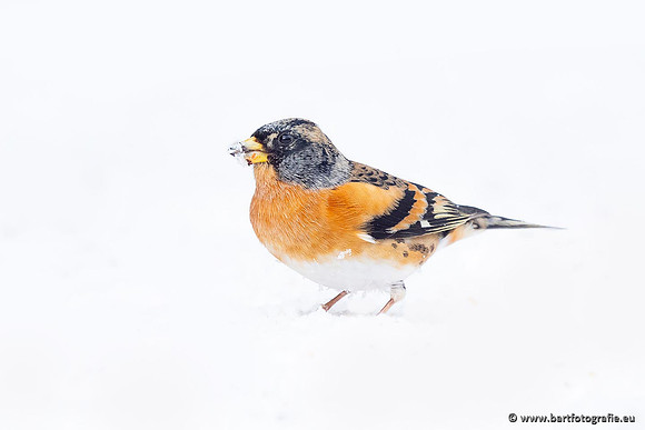 Winteralbum 2021-094