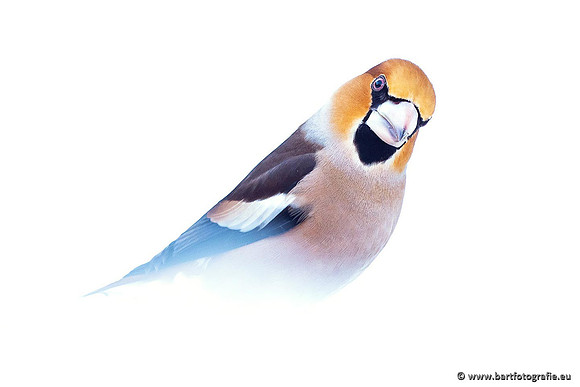 Winteralbum 2021-104