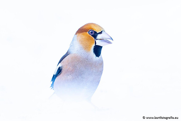 Winteralbum 2021-108