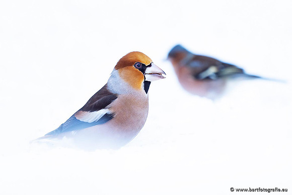 Winteralbum 2021-110
