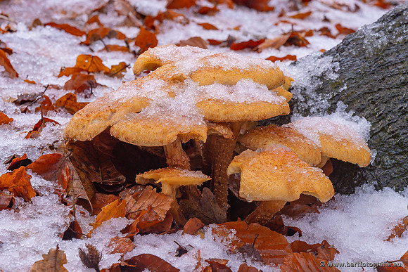 Paddenstoelen 2024-137