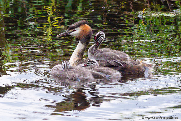 Kust- en Watervogels, Bart Fotografie-547