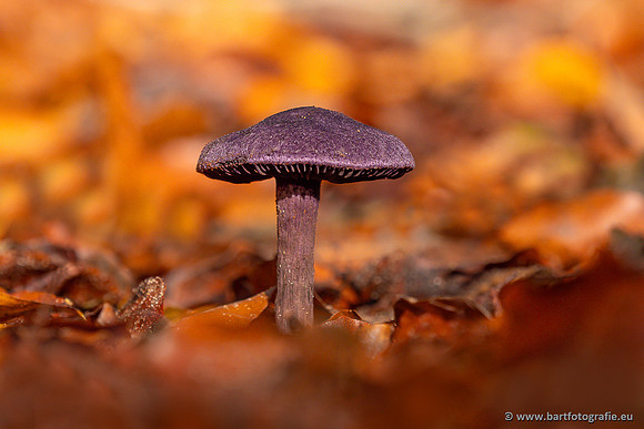 Paddenstoelen 2024-063