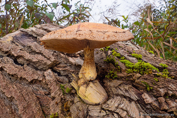 Paddenstoelen 2024-110