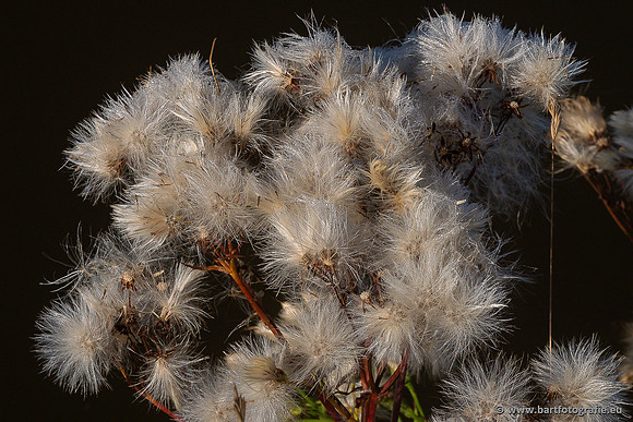 Bloemen en Planten Bart Fotografie-1416