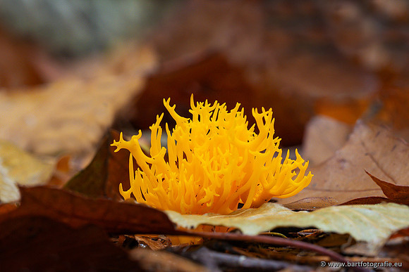 Paddenstoelen 2024-093