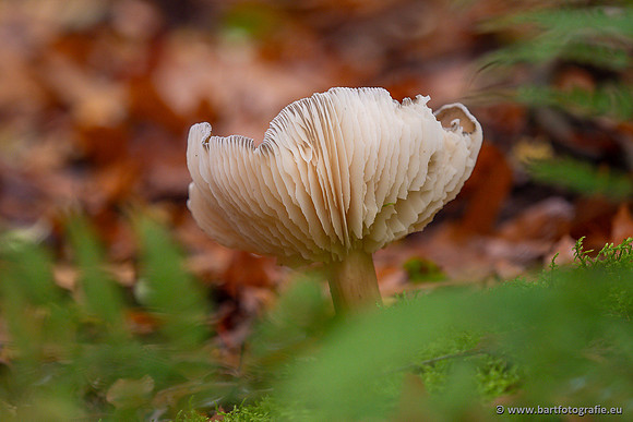 Paddenstoelen 2024-025