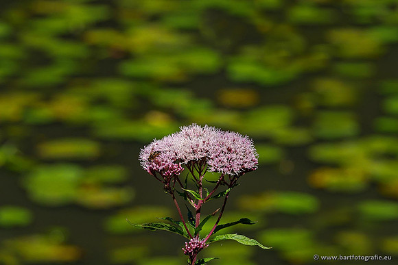 Achterhoek augustus 2020 Bart Fotografie-142