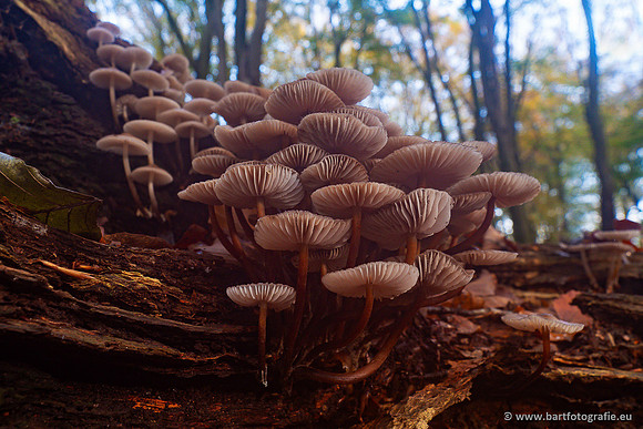 Paddenstoelen 2024-060