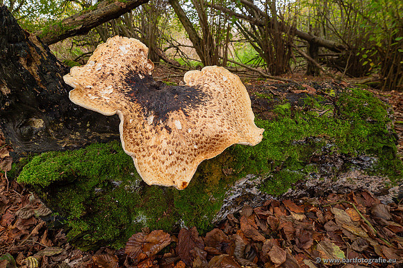 Paddenstoelen 2024-099