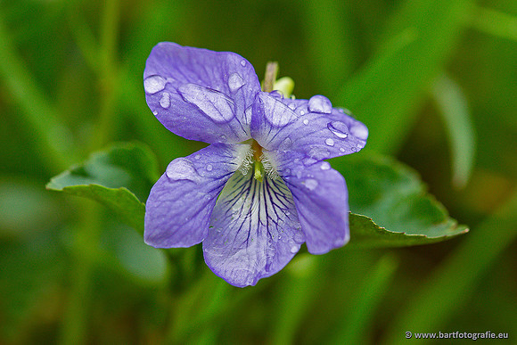 Bloemen en Planten Bart Fotografie-1388